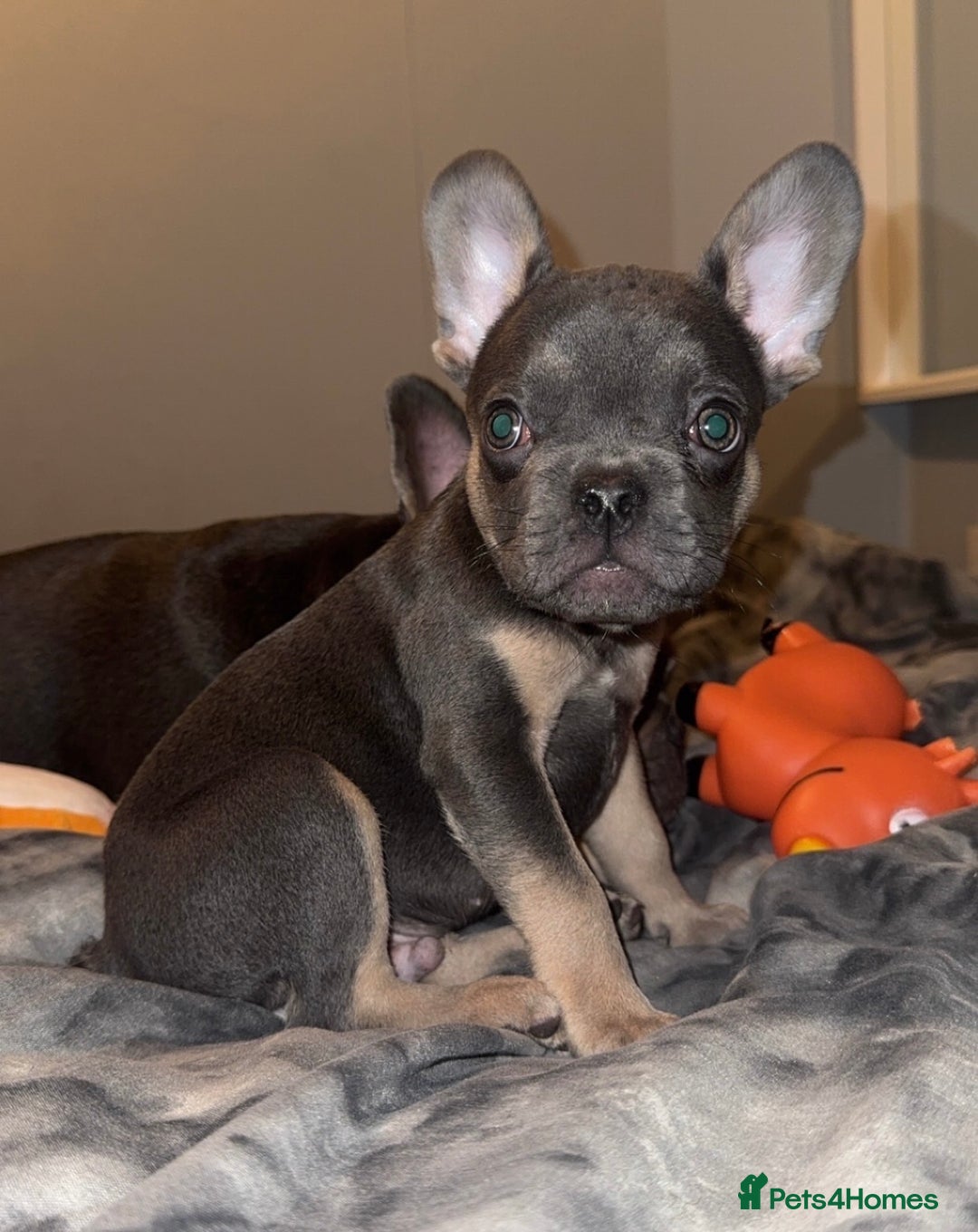 French Bulldog dogs for sale: REDUCED! French Bulldog puppies - Advert 3