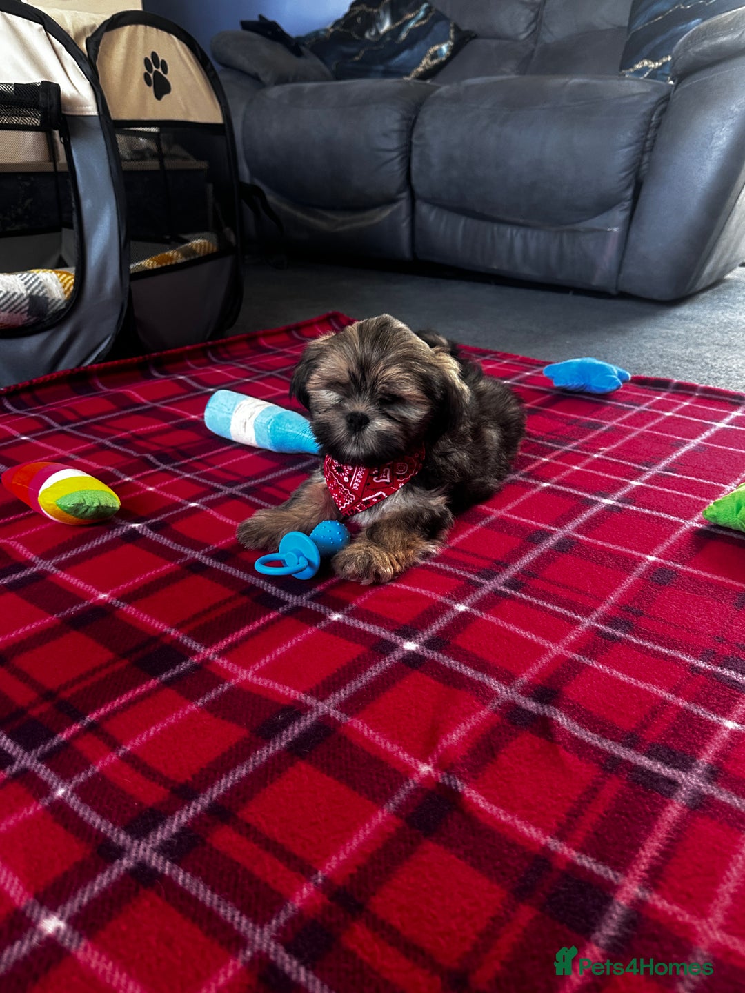 Lhasa Apso dogs for sale: KC Registered Lhasa Apso boy puppy - Image 9