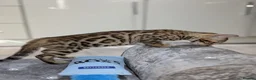 Bengal cats for sale: 🔥✨Pedigree TICA-Registered Bengals - Advert 39