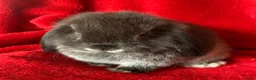Mini Lop rabbits for sale: Gorgeous Pure Mini Lop Rabbits  - Advert 9
