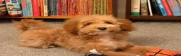 Toy Poodle dogs for sale: Teddy  in Wembley - Advert 4