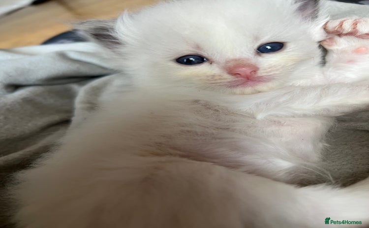 Ragdoll cats - Advert 1