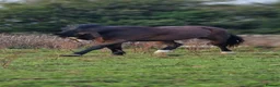 Welsh Section A horses for sale: 12hh unbroken 4yr old mare - Advert 2