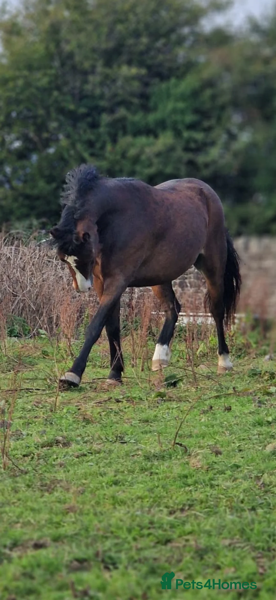 Welsh Section A horses for sale: 12hh unbroken 4yr old mare - Advert 2