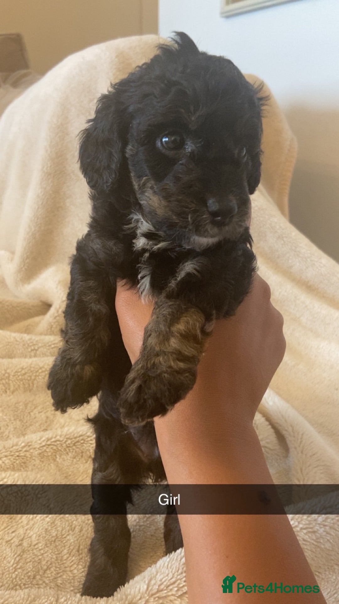 Cockapoo dogs for sale: Beautiful cockapoos for sale  - Image 3
