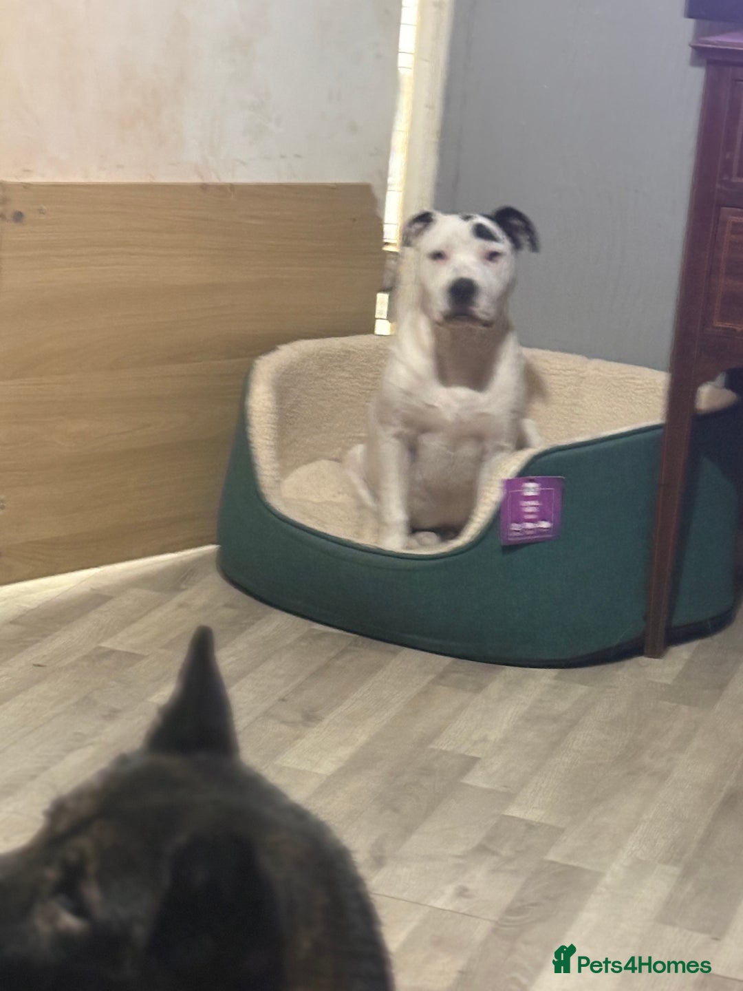 Mixed Breed dogs for sale: Male 7 months old  - Image 1