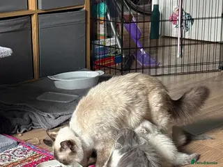 Ragdoll cats Ragdoll Cross Kittens - Advert 8