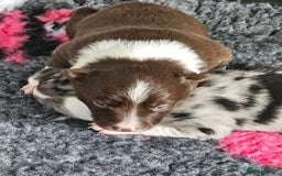 Border Collie dogs for sale: Border collie puppies  - Image 15