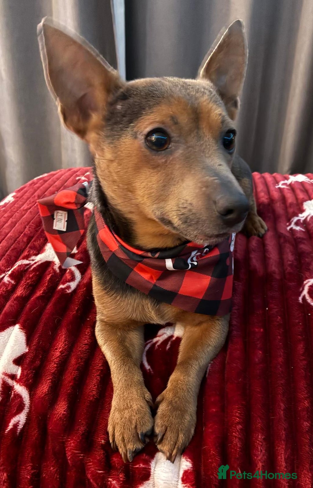 Jack Russell dogs for sale: Miniature Jack Russel Pups for sale - Advert 32