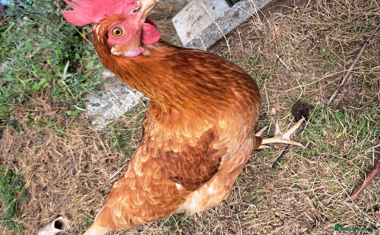 Chickens poultry - Advert 1