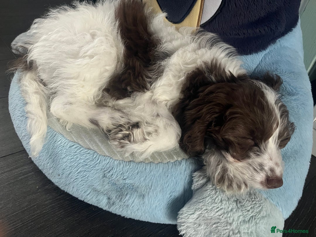 Cockapoo dogs for sale: 11 week old, Female Cockapoo puppy for rehoming - Advert 7