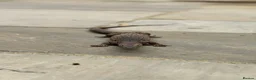 Monitor reptiles for sale: Varanus Tristis Tristis ( Black Headed Monitor ) - Advert 4