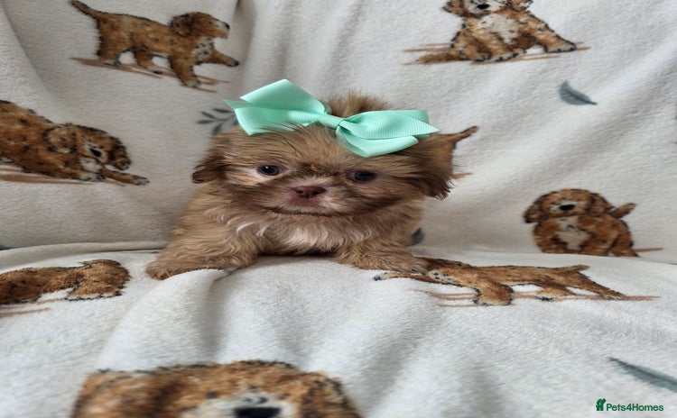 Shih Tzu dogs - Advert 13