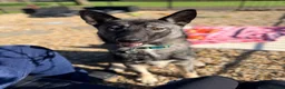 Shepsky dogs for sale: Kobe wan Kenobi needs a forever home - Advert 6