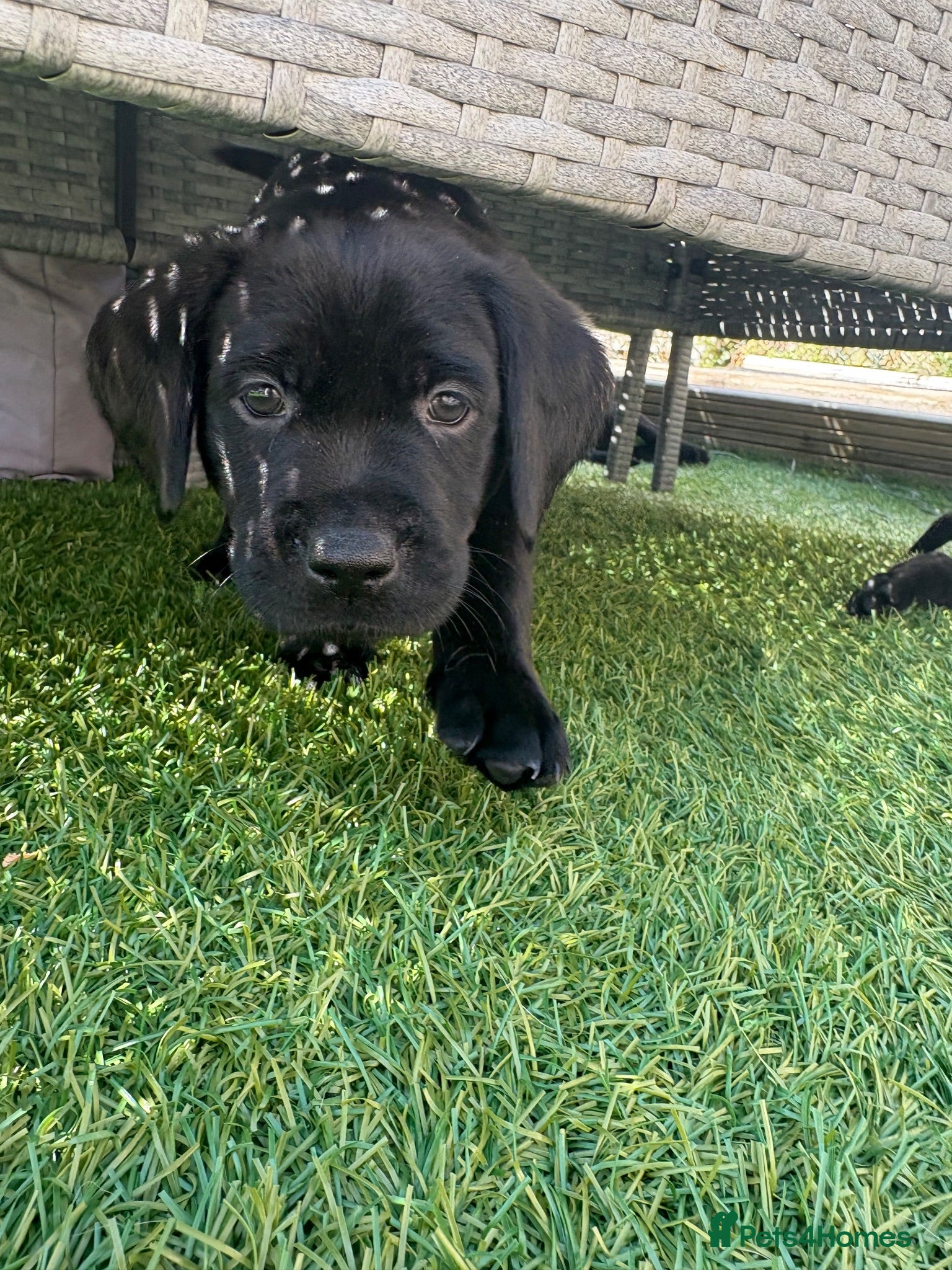 Labrador Retriever dogs Gorgeous chunky Labradors *3 boys available*  - Advert 3