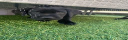 Labrador Retriever dogs for sale: Gorgeous English Labradors * 1 boy available*  - Advert 3