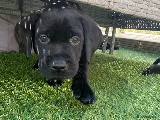 Labrador Retriever dogs Gorgeous chunky Labradors *3 boys available* - Advert 3