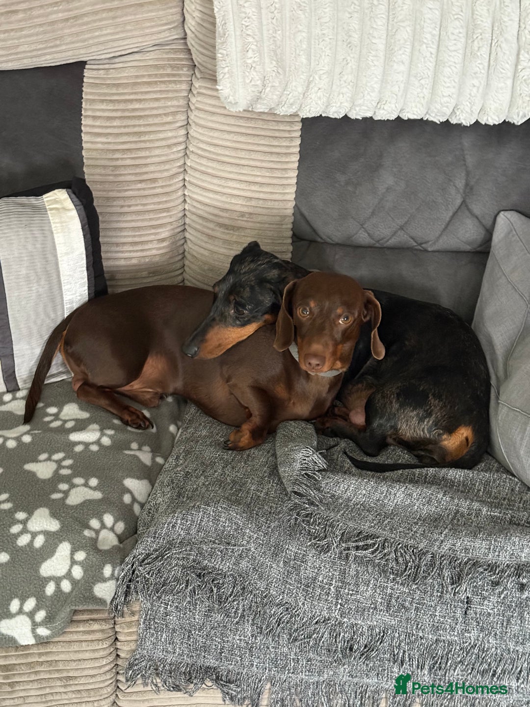 Dachshund dogs for sale: Litter of 5 beautiful dachshund pups for sale. - Image 13