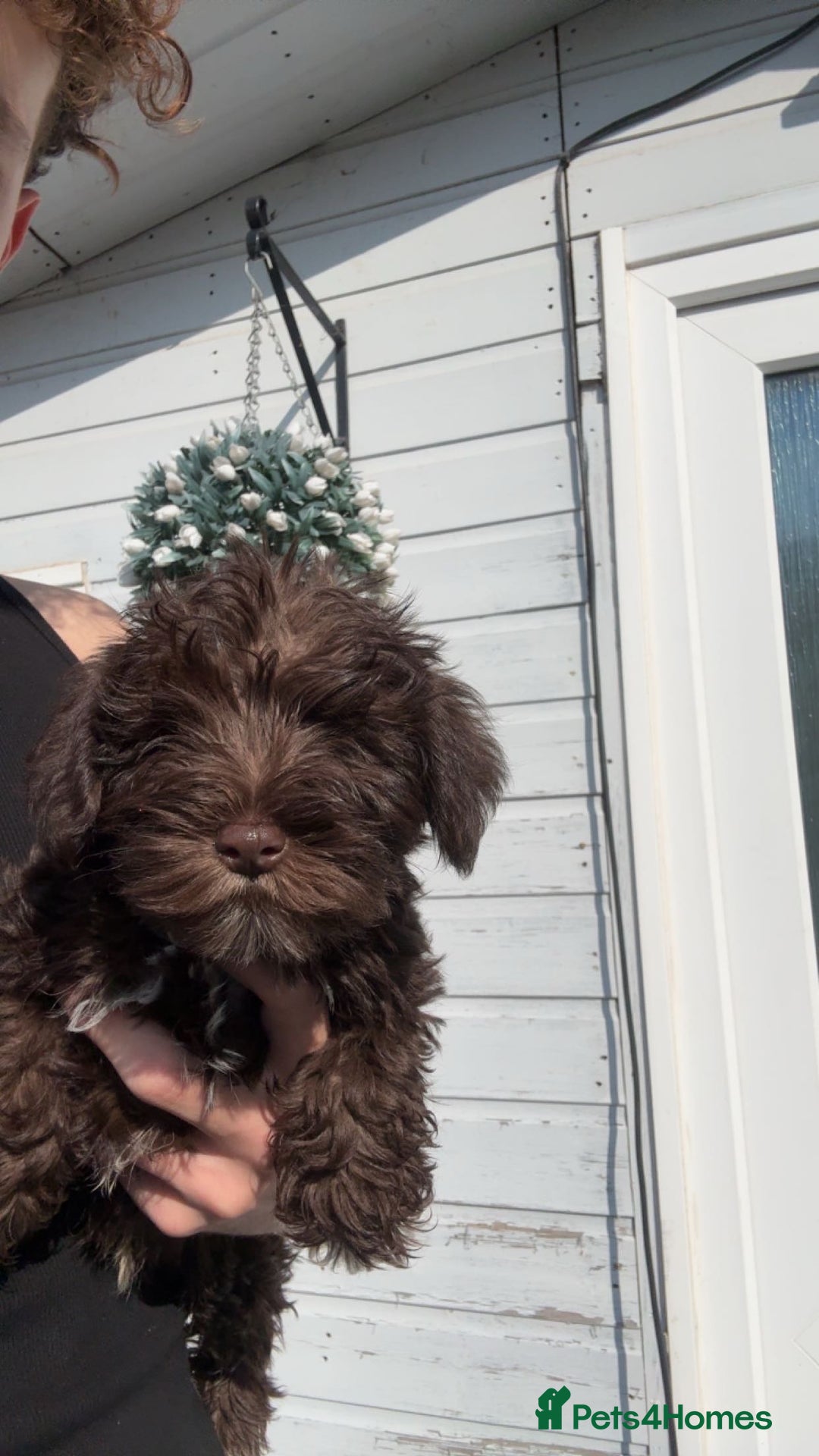 Miniature Schnauzer dogs for sale: Ready to come home mini chocolate schnauzer,s - Image 1