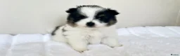 Pomeranian dogs for sale: KC Reg Pomeranians🐾Rare Colours🐾Licensed Breeder - Advert 11