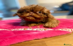 Shih Tzu dogs for sale: Petite Stunning female Shihtzu puppy - Image 2