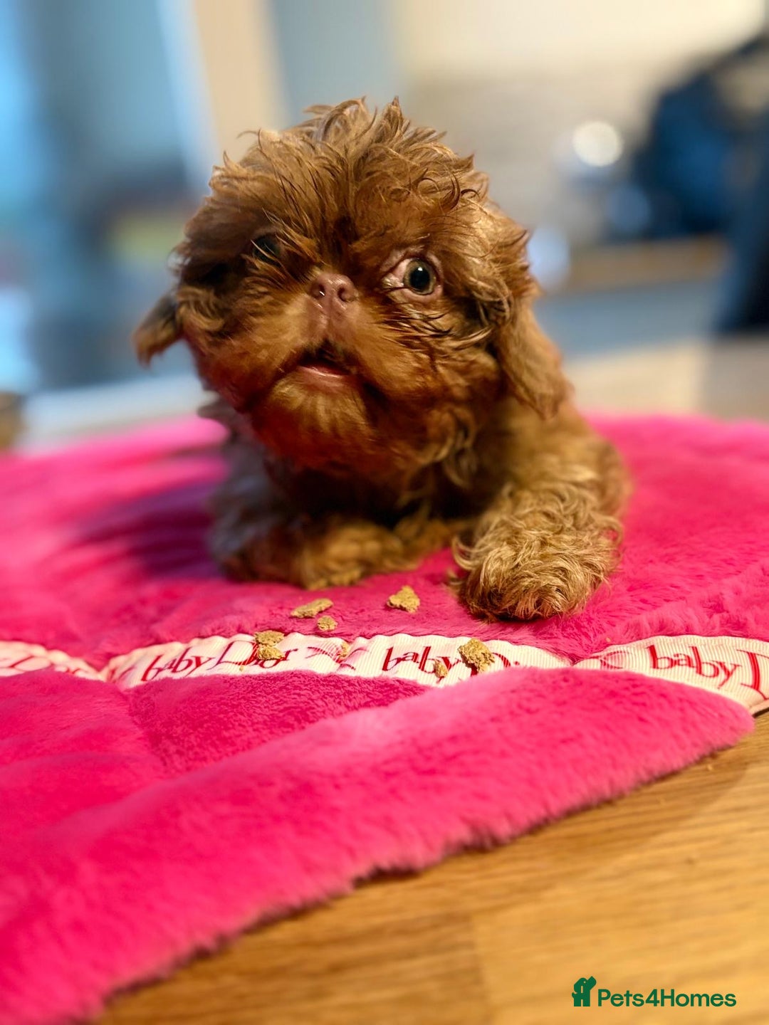 Shih Tzu dogs for sale: Petite Stunning female Shihtzu puppy - Image 2