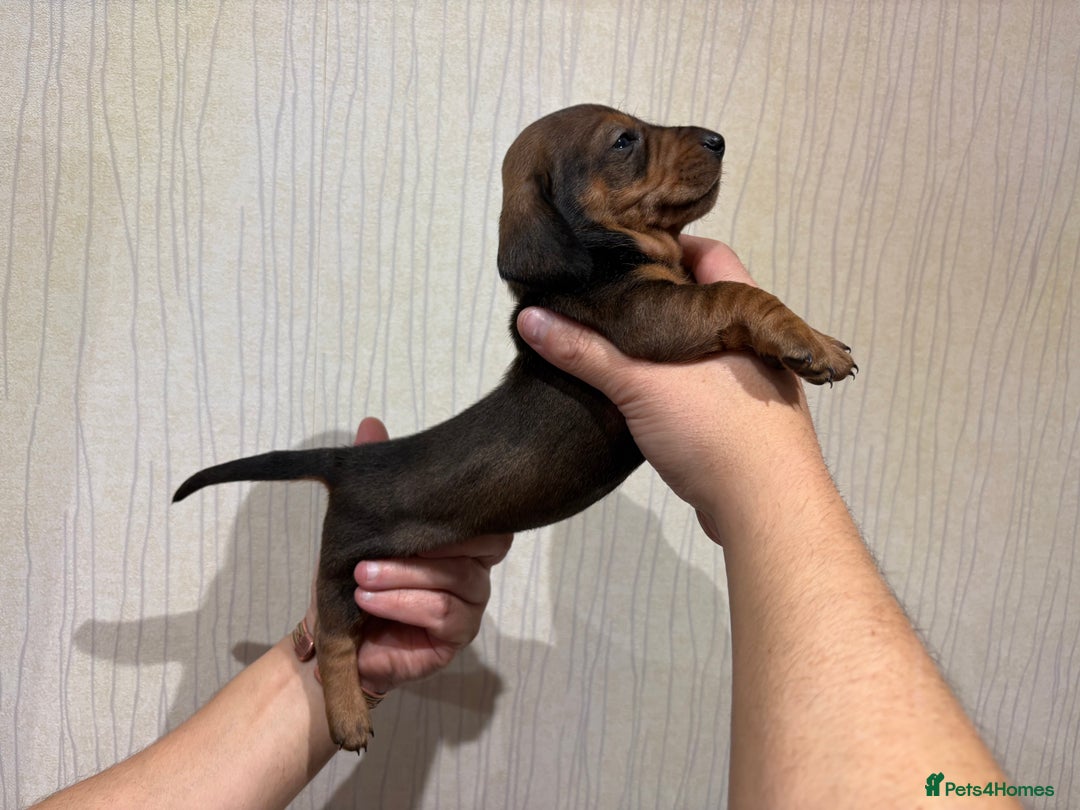 Dachshund dogs for sale: Standard Dachshund Puppies - Advert 5
