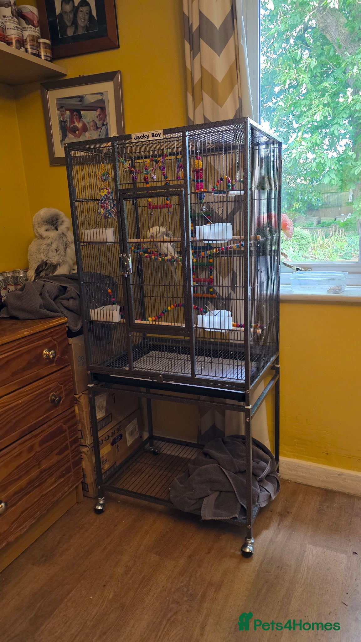 Cockatiels birds for sale: Stunning Pied Cockatiel Born January, Breeder Bred - Advert 6