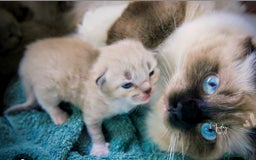 Ragdoll cats for sale: Reduced! Ragdoll kittens ready for new homes now!  - Image 10