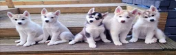 Siberian Husky dogs for stud: Proven Siberian Husky Stud - Advert 23