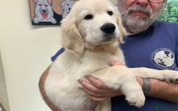 Golden Retriever dogs for sale: LAST 1 KC REG CHAMPIONSHIP BLOOD LINE CREAM  - Image 21