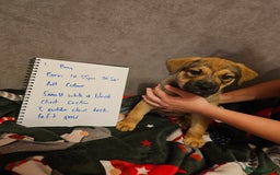 Mixed Breed dogs for sale: German Mastiff pups - Advert 1