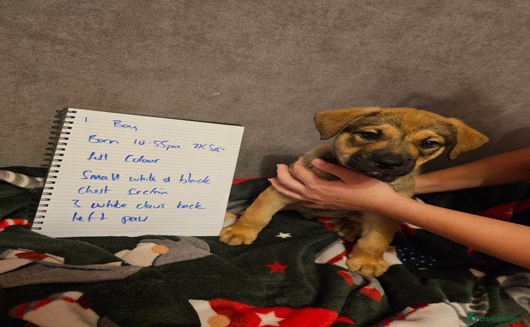 Mixed Breed dogs German Mastiff pups - Advert 1