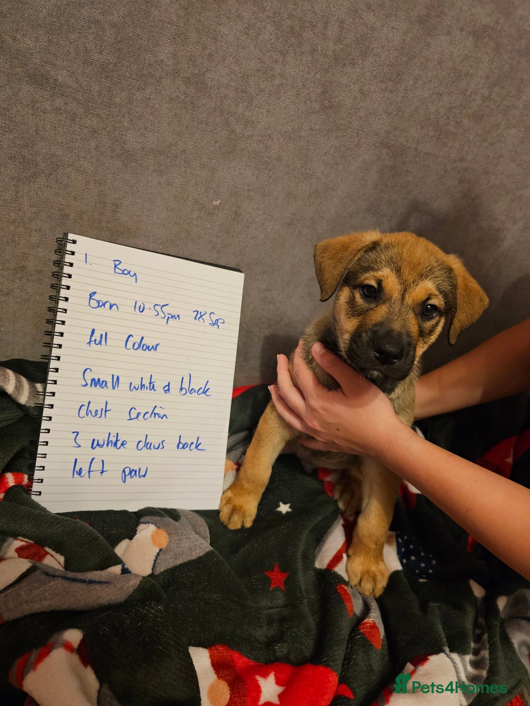 Mixed Breed dogs for sale: German Mastiff pups - Advert 1