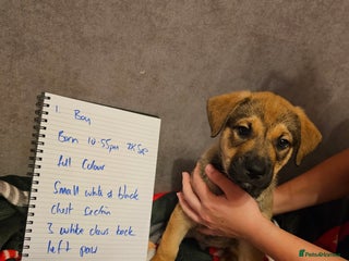 Mixed Breed dogs for sale: German Mastiff pups - Advert 1