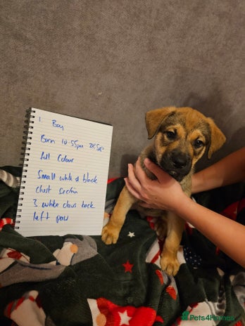 Mixed Breed dogs German Mastiff pups - Advert 1