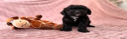 Labradoodle dogs for sale: DNA health tested parents of stunning labradoodles in Ware - Advert 13