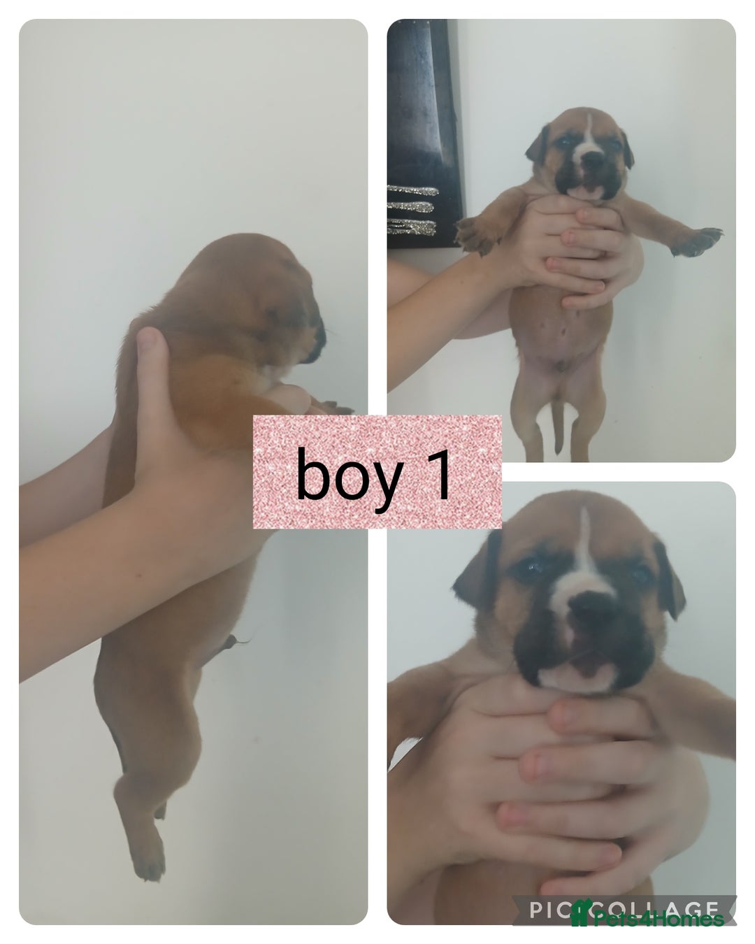 Mixed Breed dogs for sale: Beautiful mastiff cross pups - Image 25
