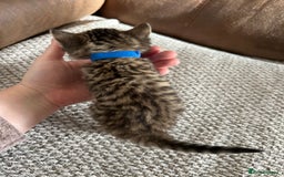 Mixed Breed cats for sale: 6 Beautiful kittens  - Image 9