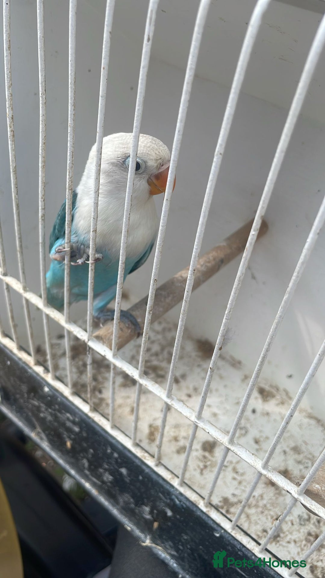 Lovebirds birds for sale: Hand feed tame love Bird in London - Image 16