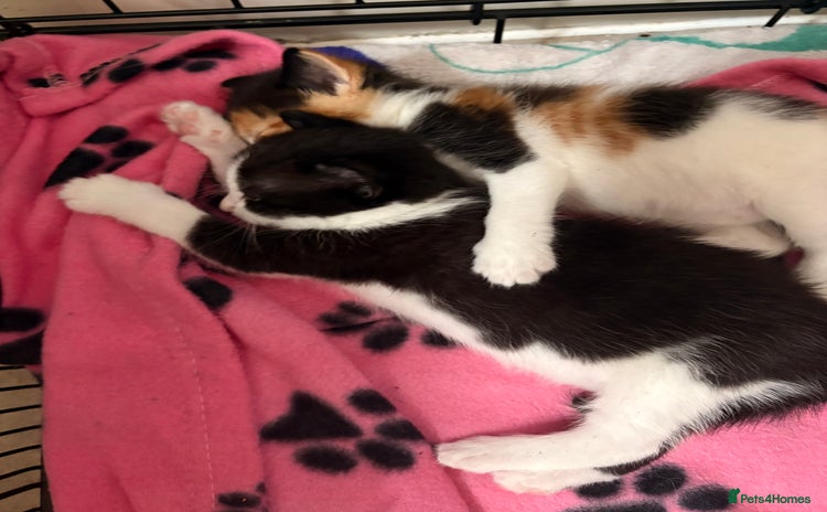 Mixed Breed cats - Advert 7