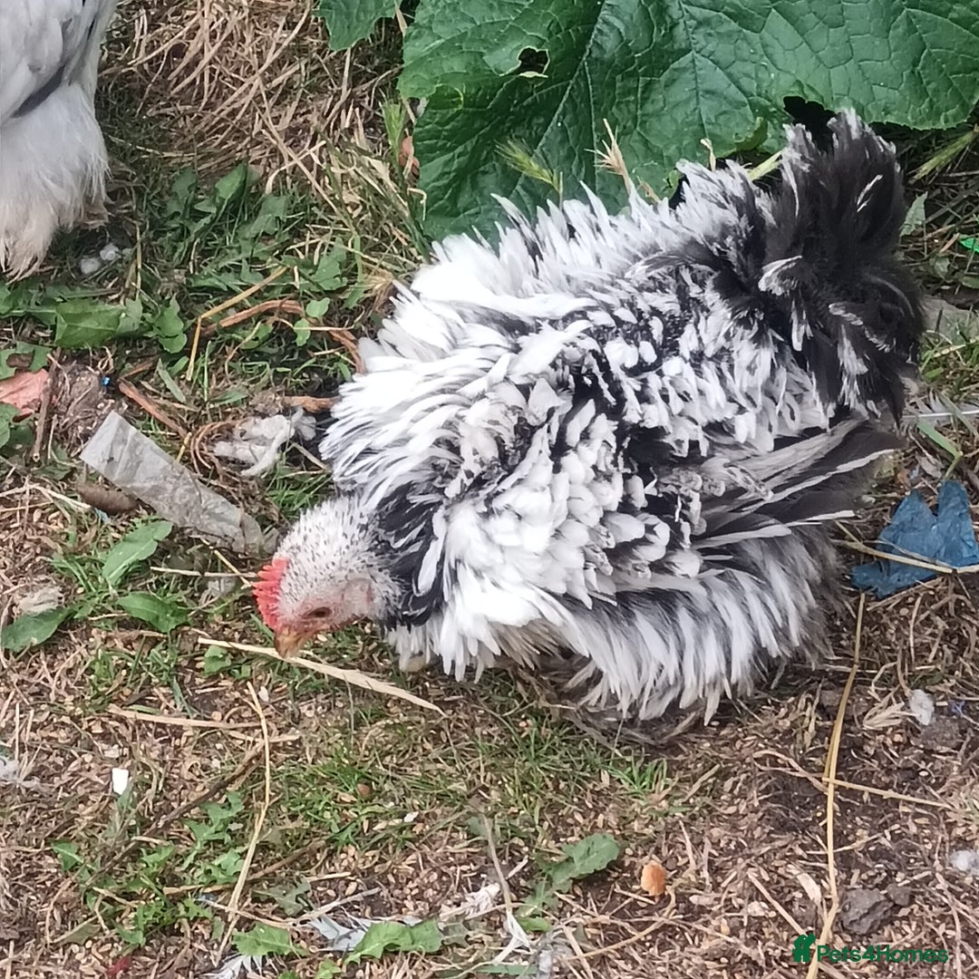 Chickens poultry for sale: £25 each for a fancy chicks - Image 5