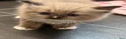 Ragdoll cats for sale: 3 Female Ragdoll Kittens  - Advert 5