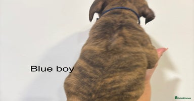 Staffordshire Bull Terrier dogs - Advert 3