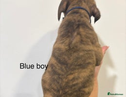 Staffordshire Bull Terrier dogs - Advert 3