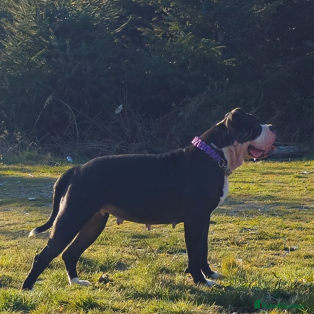 American Bulldog dogs for stud: Alphaba American Bulldog Bitch For Stud  in Denbigh - Advert 3