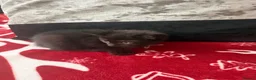 Siberian cats for sale: 8 weeks old Siberian kittens GOOD HOMES ONLY in Bootle - Advert 10