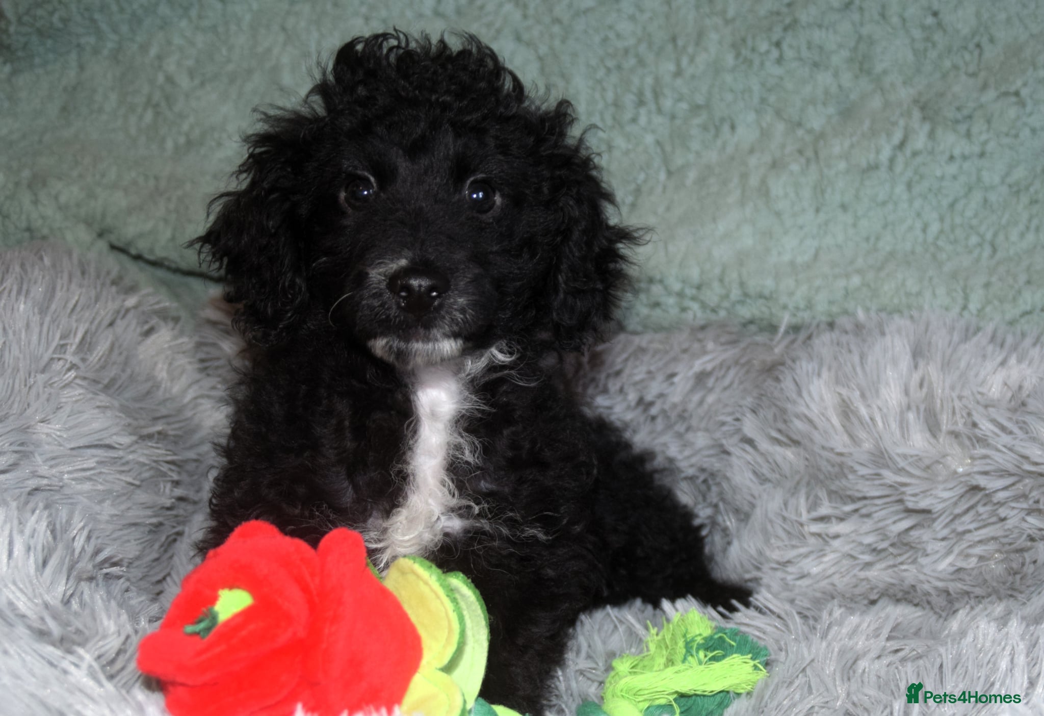 Cockapoo dogs  cockapoo one beautiful black and white girl left - Advert 1