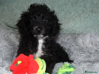 Cockapoo dogs cockapoo one beautiful black and white girl left - Advert 1