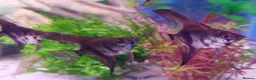 Other/Mixed Breed fish for sale: Full Aquatic Stocklist Manchester Pet's & Aquatics - Advert 17